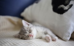 Desktop wallpaper. Cats. ID:65989