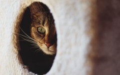 Desktop wallpaper. Cats. ID:65990