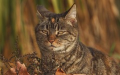Desktop wallpaper. Cats. ID:65991