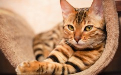 Desktop wallpaper. Cats. ID:65992