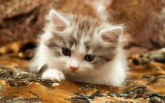 Desktop wallpaper. Cats. ID:65993