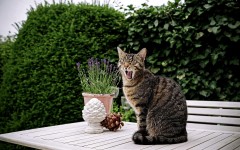 Desktop wallpaper. Cats. ID:65994