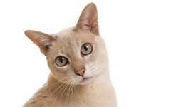 Desktop wallpaper. Cats. ID:65997