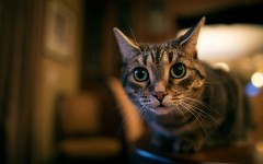 Desktop wallpaper. Cats. ID:65998