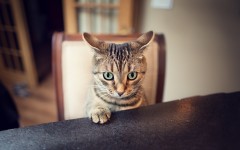 Desktop wallpaper. Cats. ID:66000