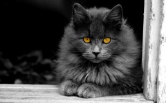 Desktop wallpaper. Cats. ID:66001