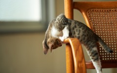 Desktop wallpaper. Cats. ID:66002