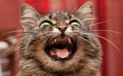 Desktop wallpaper. Cats. ID:66004