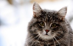 Desktop wallpaper. Cats. ID:66005