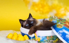 Desktop wallpaper. Cats. ID:66006