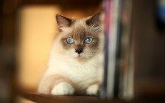 Desktop wallpaper. Cats. ID:66007