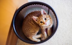 Desktop wallpaper. Cats. ID:66008