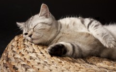 Desktop wallpaper. Cats. ID:66010