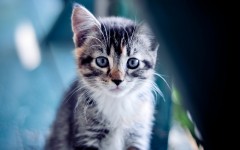 Desktop wallpaper. Cats. ID:66011