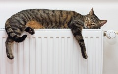 Desktop wallpaper. Cats. ID:66012