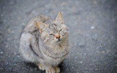 Desktop wallpaper. Cats. ID:66013