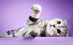 Desktop wallpaper. Cats. ID:66014