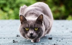 Desktop wallpaper. Cats. ID:66015