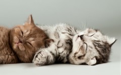 Desktop wallpaper. Cats. ID:66016