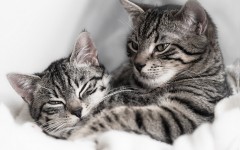 Desktop wallpaper. Cats. ID:66017