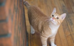 Desktop wallpaper. Cats. ID:66018