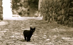 Desktop wallpaper. Cats. ID:66020
