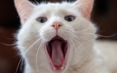 Desktop wallpaper. Cats. ID:66022