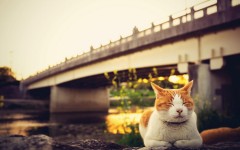 Desktop wallpaper. Cats. ID:66024