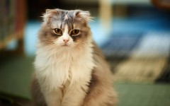 Desktop wallpaper. Cats. ID:66025