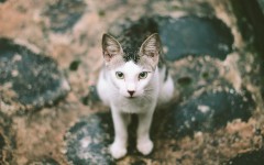 Desktop wallpaper. Cats. ID:66026