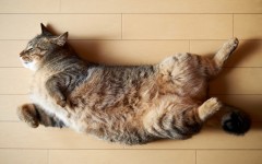 Desktop wallpaper. Cats. ID:66027