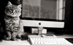 Desktop wallpaper. Cats. ID:66028