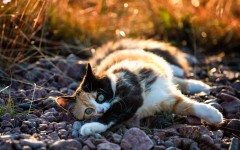 Desktop wallpaper. Cats. ID:66029