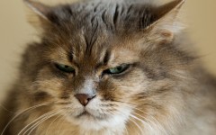 Desktop wallpaper. Cats. ID:66030