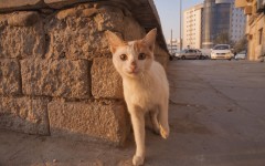 Desktop wallpaper. Cats. ID:66031