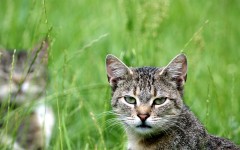 Desktop wallpaper. Cats. ID:66032