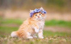 Desktop wallpaper. Cats. ID:66033