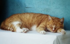 Desktop wallpaper. Cats. ID:66034
