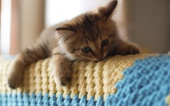 Desktop wallpaper. Cats. ID:66036