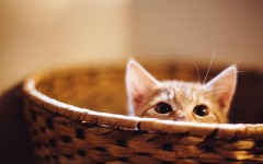 Desktop wallpaper. Cats. ID:66037