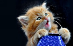 Desktop wallpaper. Cats. ID:66038