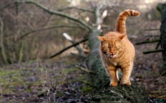 Desktop wallpaper. Cats. ID:66040