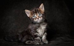Desktop wallpaper. Cats. ID:66041