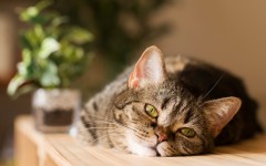 Desktop wallpaper. Cats. ID:66043