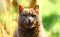 Desktop wallpaper. Cats. ID:66045