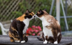 Desktop wallpaper. Cats. ID:66046