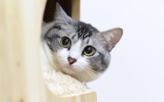 Desktop wallpaper. Cats. ID:66048