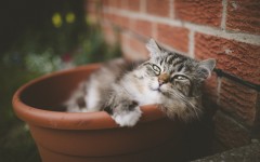 Desktop wallpaper. Cats. ID:66051