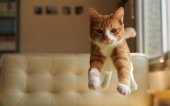 Desktop wallpaper. Cats. ID:66052