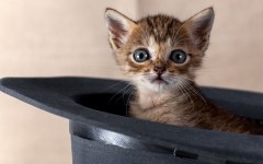 Desktop wallpaper. Cats. ID:66053